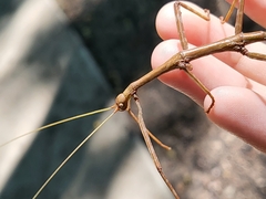 Megaphasma denticrus