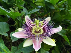 Passiflora alata × caerulea