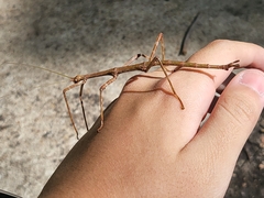 Megaphasma denticrus