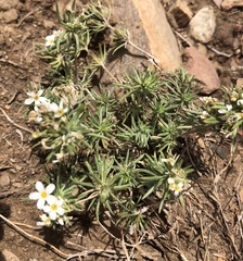 Leptosiphon nuttallii pubescens