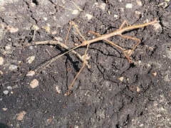 Megaphasma denticrus