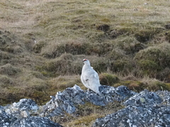 Lagopus muta hyperborea