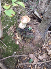 Cerioporus squamosus