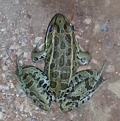 Lithobates magnaocularis