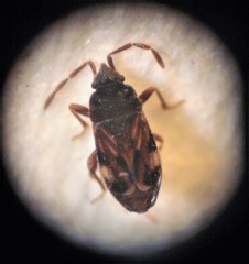 Tomocoris ornatus