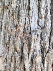 Megaphasma denticrus