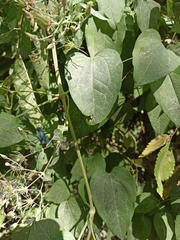Clematis vitalba