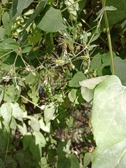 Clematis vitalba