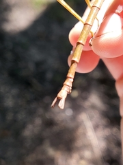 Megaphasma denticrus