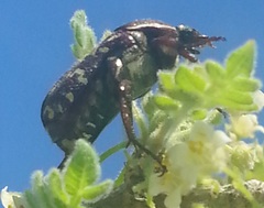 Euphoria leucographa