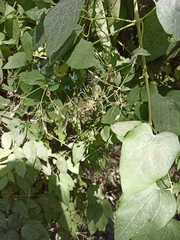 Clematis vitalba