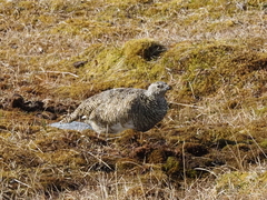 Lagopus muta hyperborea