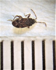 Tomocoris ornatus
