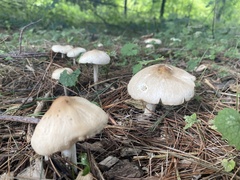Marasmius nigrodiscus