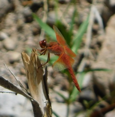 Libellula saturata