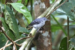 Hypocnemoides maculicauda