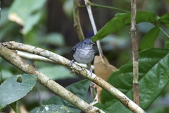 Hypocnemoides maculicauda