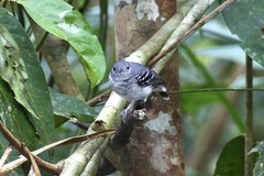 Hypocnemoides maculicauda