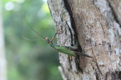 Damasippus