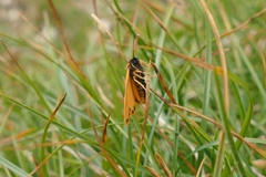 Setina