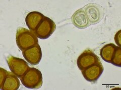 Puccinia gayophyti