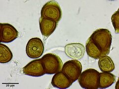 Puccinia gayophyti
