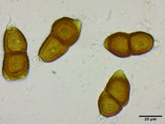 Puccinia gayophyti