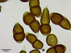 Puccinia gayophyti