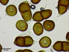 Puccinia gayophyti