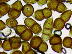 Puccinia gayophyti