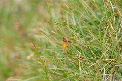 Setina