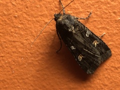 Actebia fennica