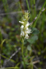 Spiranthes romanzoffiana
