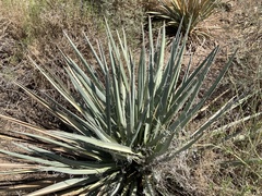 Yucca madrensis