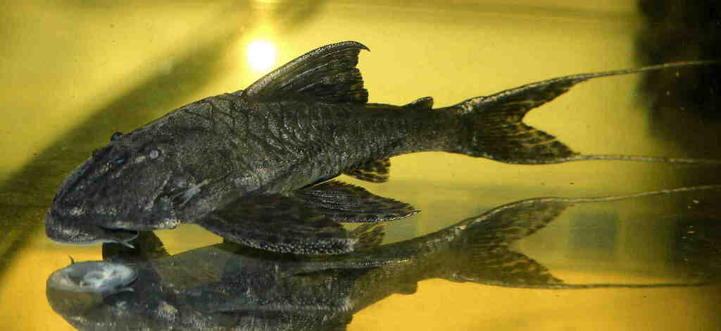 Peckoltia pankimpuju