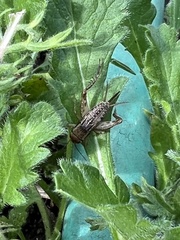 Neonemobius variegatus