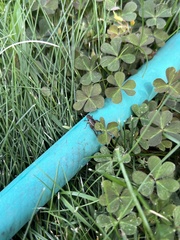 Neonemobius variegatus