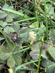 Neonemobius variegatus