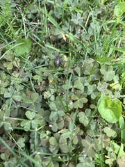 Neonemobius variegatus