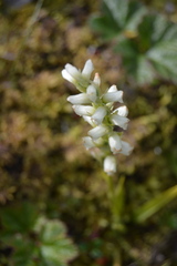 Spiranthes romanzoffiana