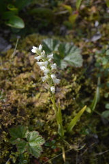 Spiranthes romanzoffiana