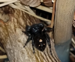 Phidippus audax