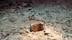 Litaneutria pacifica