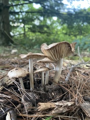 Marasmius nigrodiscus
