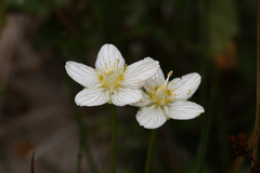 Parnassia parviflora