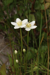 Parnassia parviflora