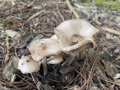 Marasmius nigrodiscus