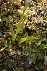 Spiranthes romanzoffiana
