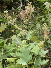 Macleaya