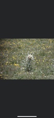 Cirsium scopulorum